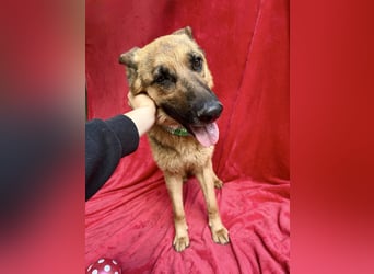 Sabrina - Treue Schäferhundseele sucht ihr Für-immer-Zuhause