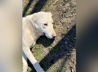 Hera - Sanfte Hündin sucht ihr Zuhause