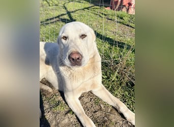 Hera - Sanfte Hündin sucht ihr Zuhause