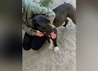 Buster Sanfter Riese mit großem Herz sucht seine Menschen