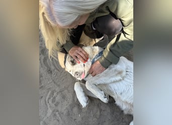 Zela Liebevolle, menschenbezogene Hündin sucht ihr Glück