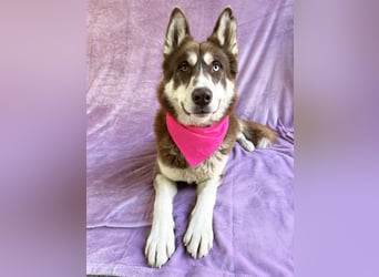 Zahid - Beeindruckender Husky-Mix sucht geduldiges Zuhause *bald in 71711 Murr*
