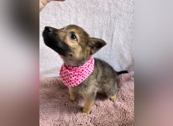 Sissi - Schäferhundwelpe sucht ihre Menschen