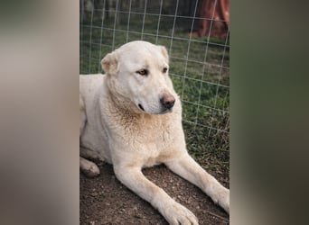 Hera - Sanfte Hündin sucht ihr Zuhause