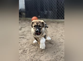 Nuria - Verspielte Nuria möchte die Welt entdecken