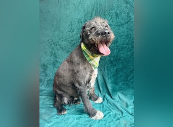 Camilia - Sanfte Hundedame sucht einfühlsame Menschen!