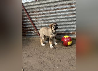 Nuria - Verspielte Nuria möchte die Welt entdecken