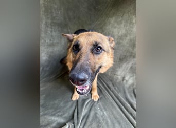 Sabrina - Treue Schäferhundseele sucht ihr Für-immer-Zuhause