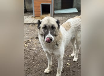 Fiume . rundum verträglicher Rieße sucht sein Happy End!