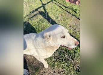 Hera - Sanfte Hündin sucht ihr Zuhause