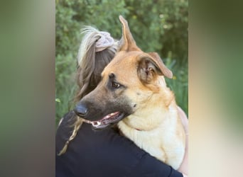 Polly Intelligente Powerhündin sucht aktive Menschen