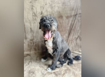 Camilia - Sanfte Hundedame sucht einfühlsame Menschen!