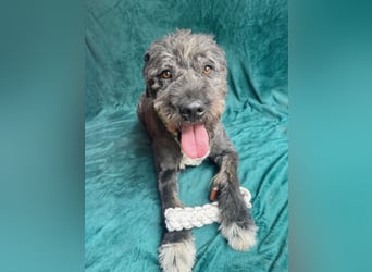 Camilia - Sanfte Hundedame sucht einfühlsame Menschen!