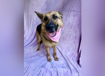 Sabrina - Treue Schäferhundseele sucht ihr Für-immer-Zuhause