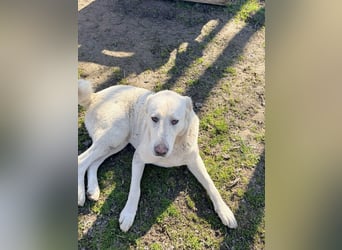 Hera - Sanfte Hündin sucht ihr Zuhause