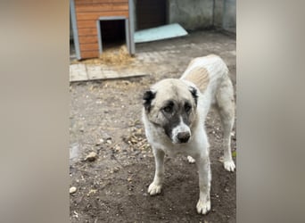 Fiume . rundum verträglicher Rieße sucht sein Happy End!