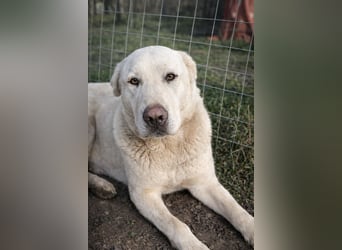 Hera - Sanfte Hündin sucht ihr Zuhause