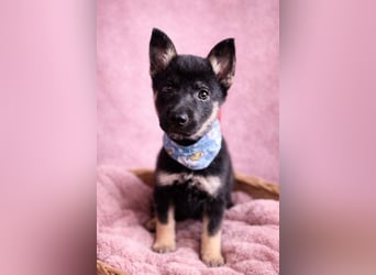 Heidi - Schäferhündin wartet sehnlichst auf Familie mit vielen Abenteuern