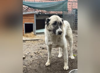 Fiume . rundum verträglicher Rieße sucht sein Happy End!