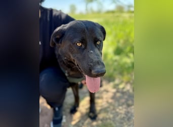 Balu (Ragnar) Großer Kuschelbär sucht seine Menschen