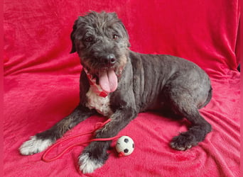 Camilia - Sanfte Hundedame sucht einfühlsame Menschen!