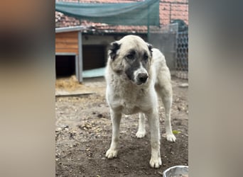 Fiume . rundum verträglicher Rieße sucht sein Happy End!