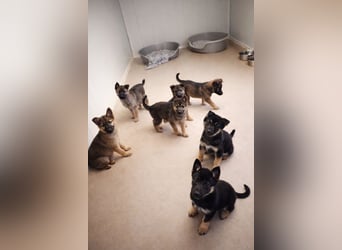 Sissi - Schäferhundwelpe sucht ihre Menschen