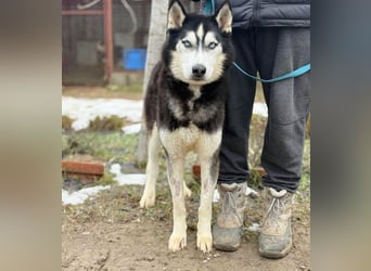 Zorro -Freundlich, sportlich und bereit für Abenteuer!