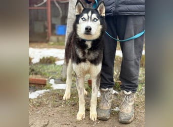 Zorro -Freundlich, sportlich und bereit für Abenteuer!