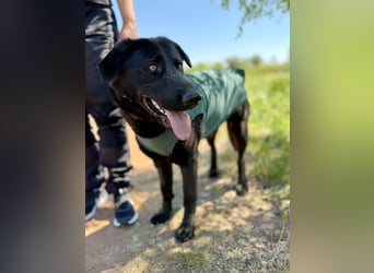 Balu (Ragnar) Großer Kuschelbär sucht seine Menschen