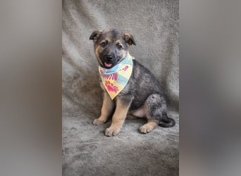 Pumuckl - fröhlicher, sozialer Welpe sucht aktive Familie