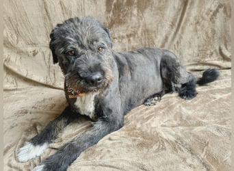 Camilia - Sanfte Hundedame sucht einfühlsame Menschen!