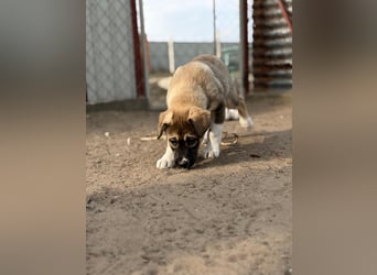 Nuria - Verspielte Nuria möchte die Welt entdecken