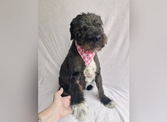 Camilia - Sanfte Hundedame sucht einfühlsame Menschen!
