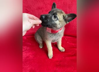 Mogli - neugieriger, menschenbezogener Welpe sucht liebevolles Zuhause