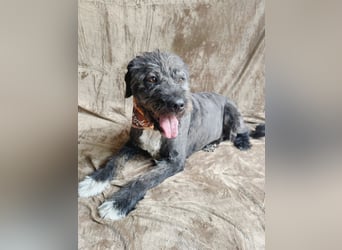 Camilia - Sanfte Hundedame sucht einfühlsame Menschen!