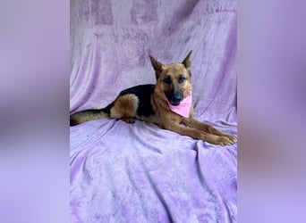 Sabrina - Treue Schäferhundseele sucht ihr Für-immer-Zuhause