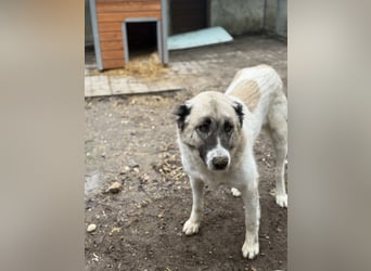 Fiume . rundum verträglicher Rieße sucht sein Happy End!