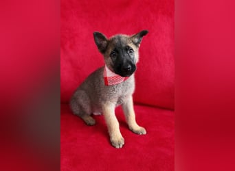 Mogli - neugieriger, menschenbezogener Welpe sucht liebevolles Zuhause