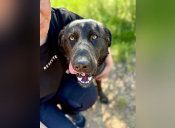 Balu (Ragnar) Großer Kuschelbär sucht seine Menschen
