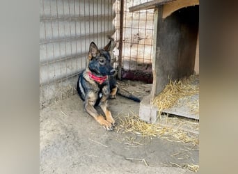 Ariel - Herzenshund auf der Suche nach Geborgenheit