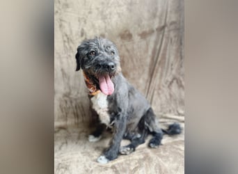 Camilia - Sanfte Hundedame sucht einfühlsame Menschen!