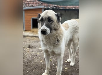 Fiume . rundum verträglicher Rieße sucht sein Happy End!