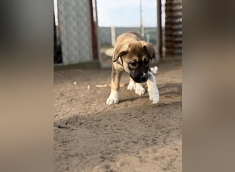 Nuria - Verspielte Nuria möchte die Welt entdecken