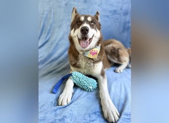 Zahid - Beeindruckender Husky-Mix sucht geduldiges Zuhause *bald in 71711 Murr*