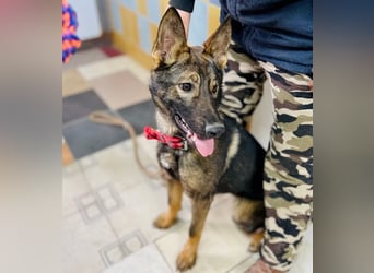 Ariel - Herzenshund auf der Suche nach Geborgenheit