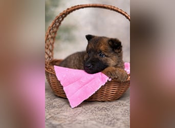 Mulan - tolle aufgeweckte Welpin sucht ihre Familie