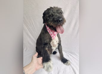 Camilia - Sanfte Hundedame sucht einfühlsame Menschen!