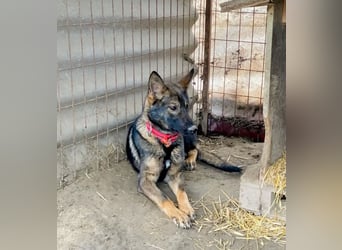 Ariel - Herzenshund auf der Suche nach Geborgenheit