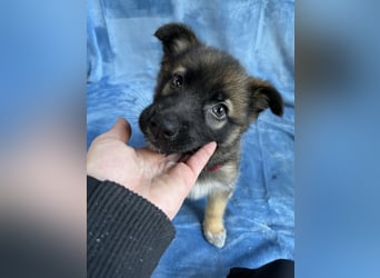 Bibi - mutige Schäferhündin möchte hoch hinaus !